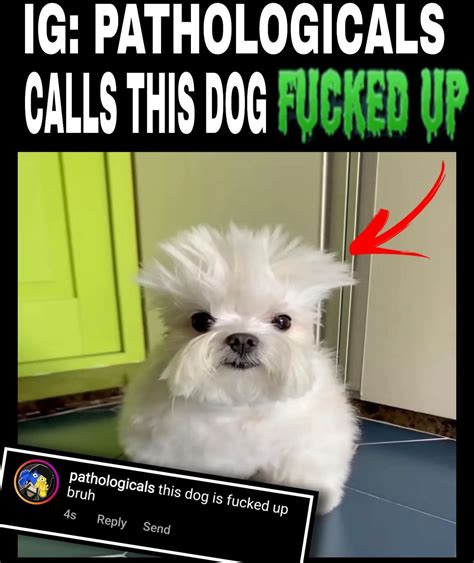 fucked up dog